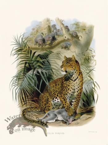 Elliot Cat 06 Leopard